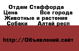 Отдам Стаффорда › Цена ­ 2 000 - Все города Животные и растения » Собаки   . Алтай респ.